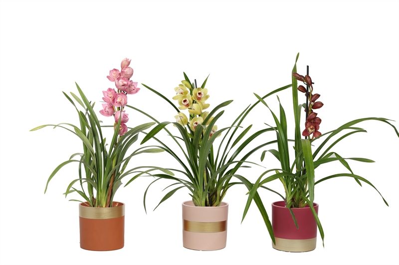 Dolomite p12 Horizon nude mix Cymbidium mix 1T05+, D 12