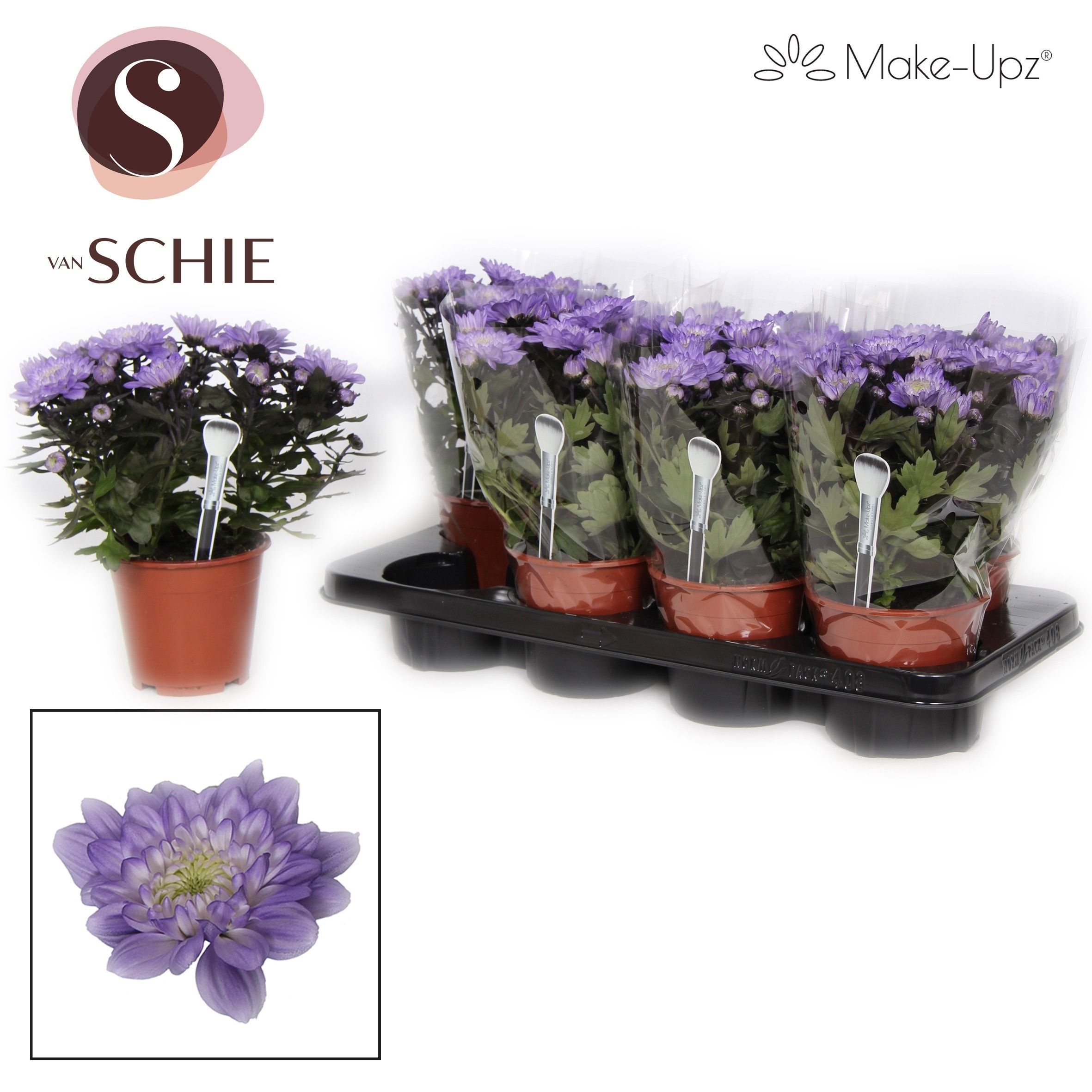 Chrysanne Grandezza Make-Upz® Purple, D 13 cm Chrysanne Grandezza Make-Upz® Purple, D 13 cm