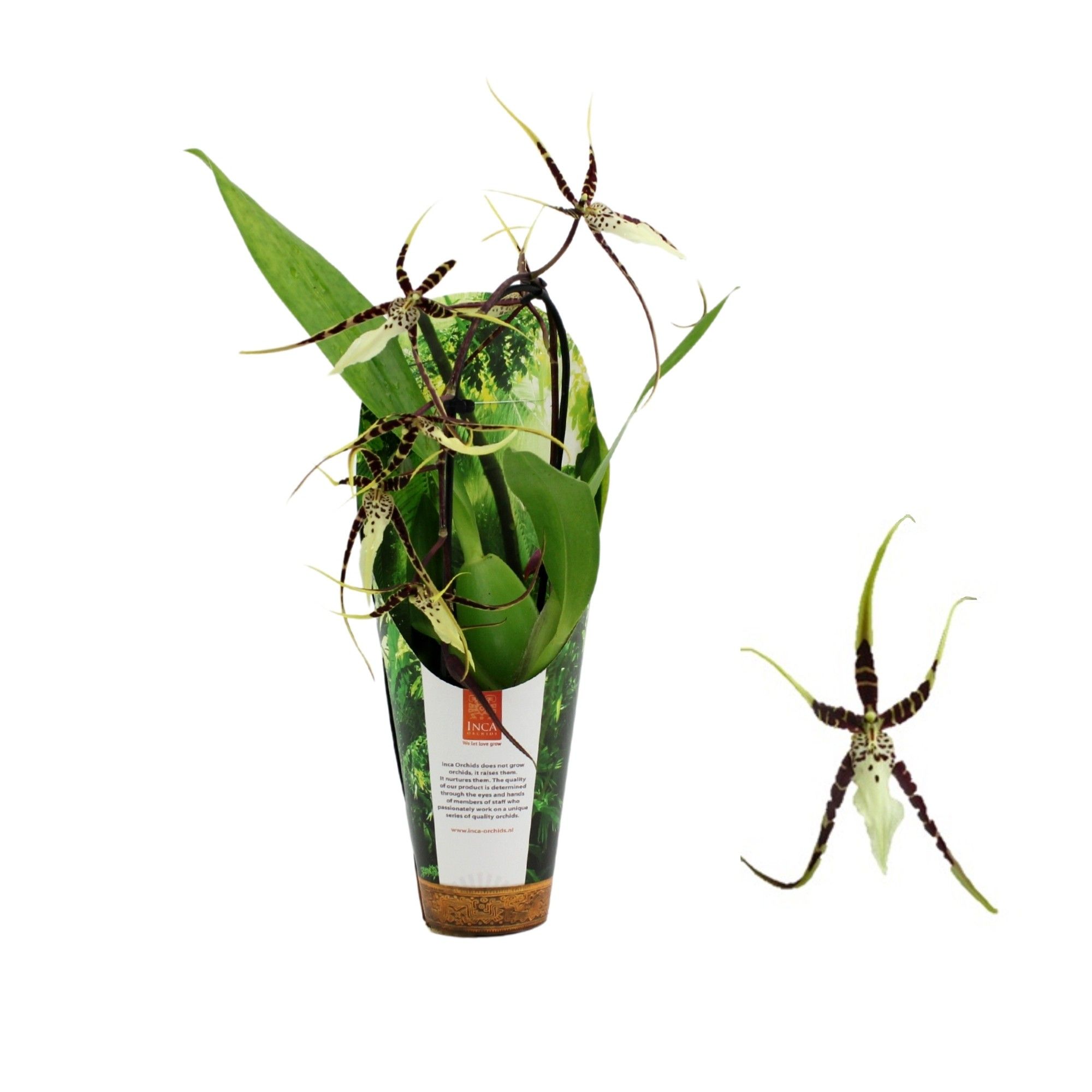 Inca Brassia Toscane cascade 9cm in luxury Jungle cover, D 9 cm