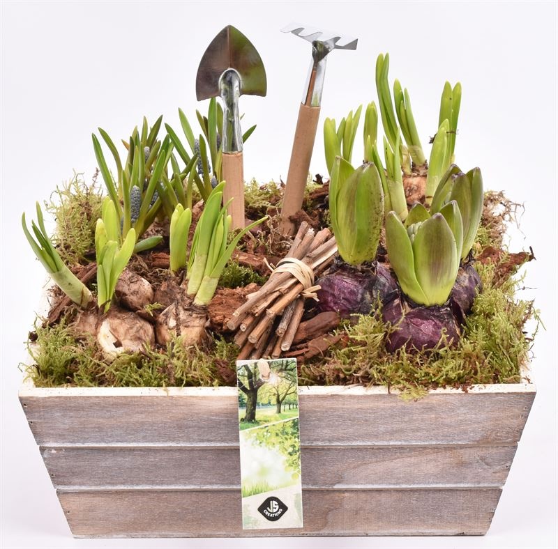 Hout Schaal 26x25xhoog 10cm, D 26