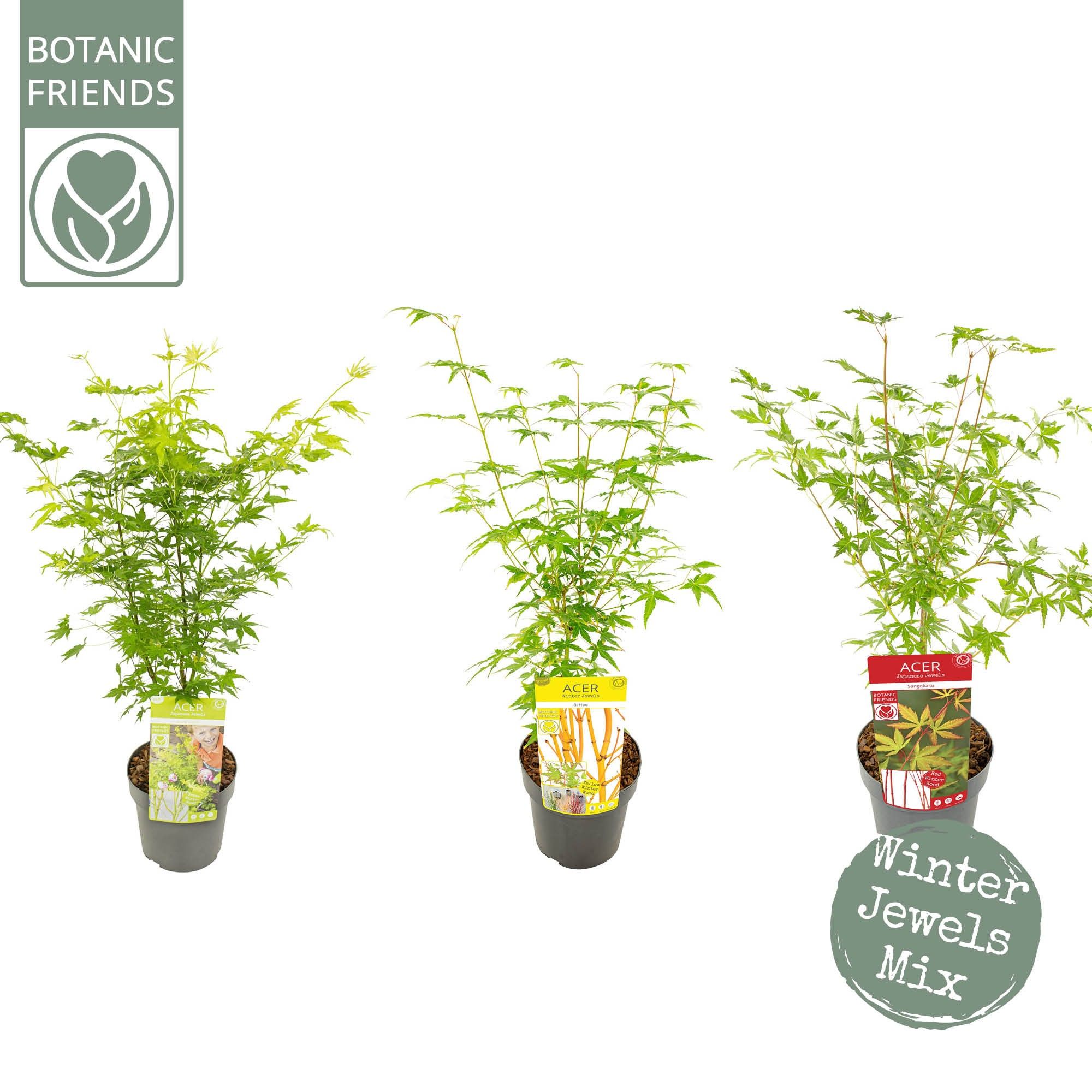 Acer palm. Winter Jewels Mix, D 19 cm