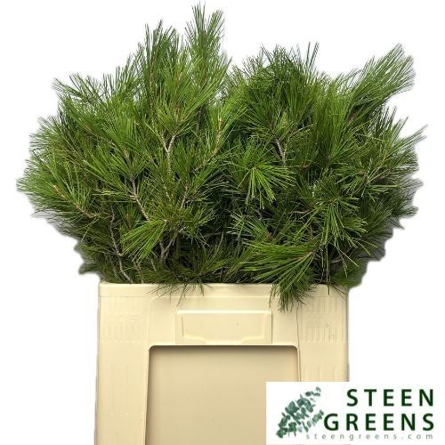 Пинус Стробус 60, шт.