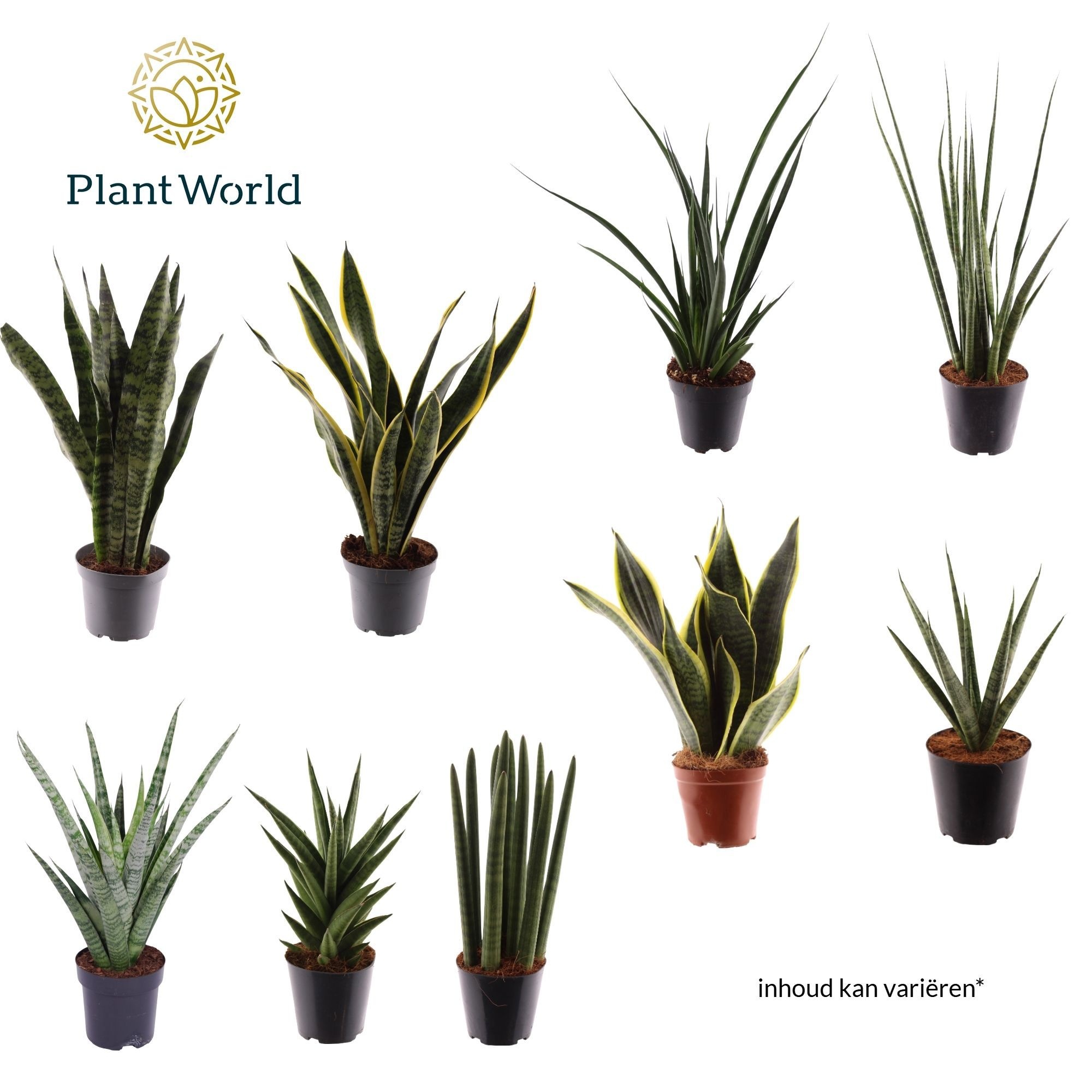 Sansevieria urban mix, D 12