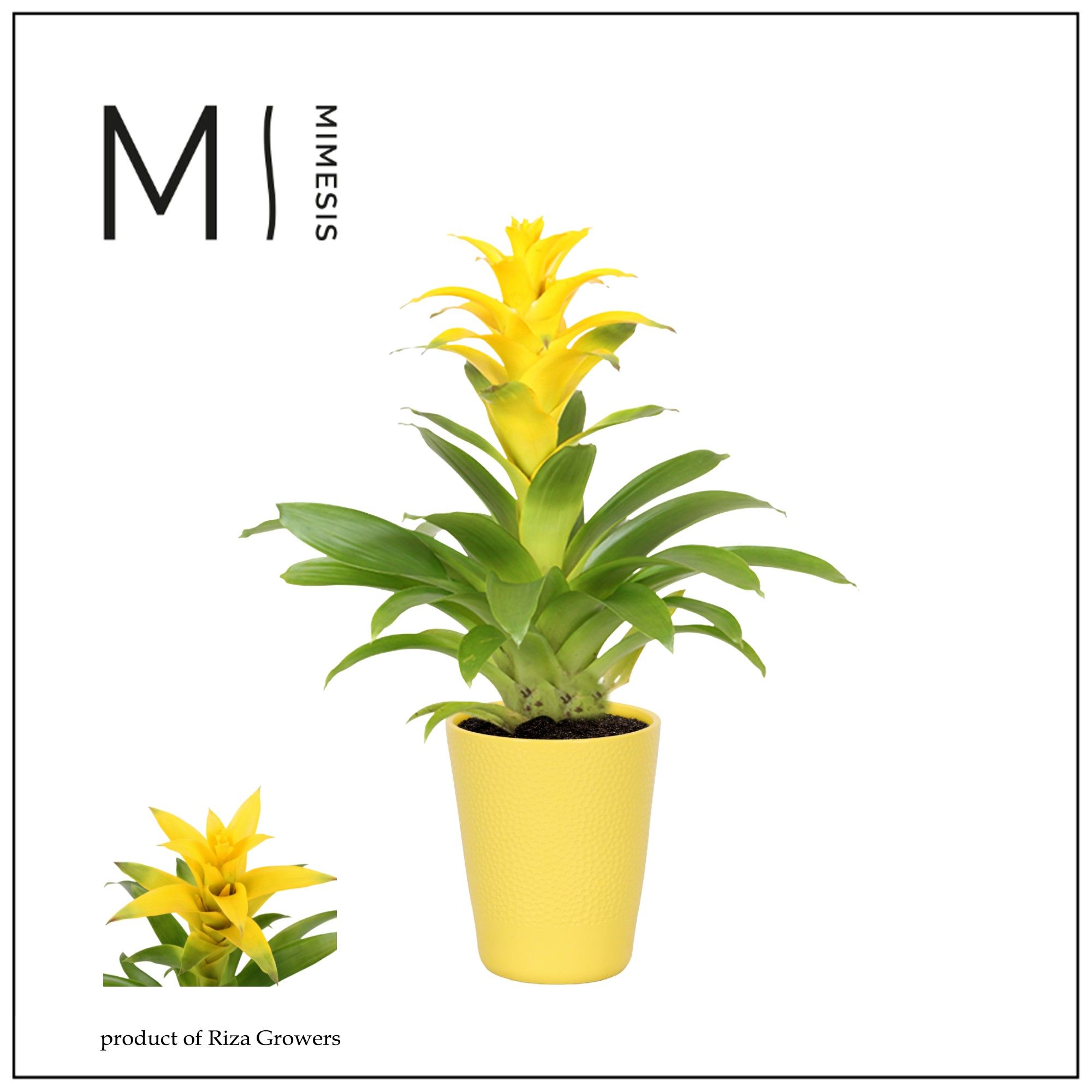 Guzmania Suerte Yellow - 13cm in Florence | Mimesis, D 13