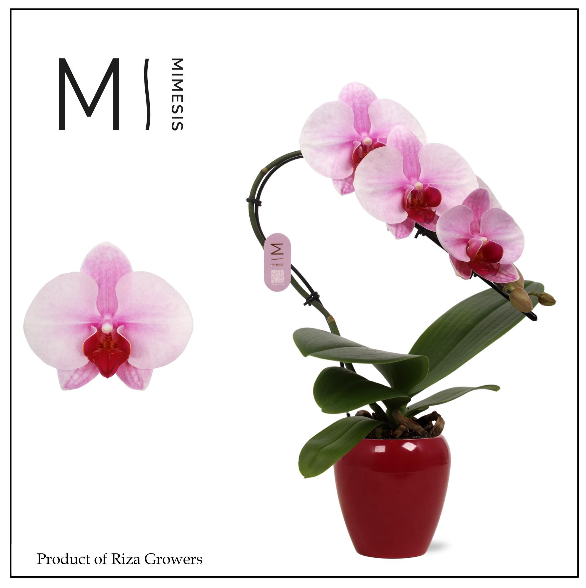 Phalaenopsis Swan Blush 1 spike – 7cm in Martine Red Ceramic | Mimesis, D 7 cm