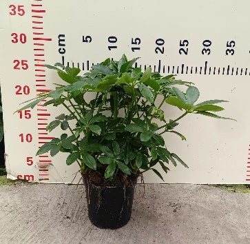 110 Счеффлера 11 25