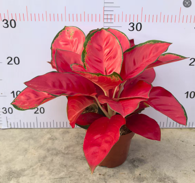 Аглаонема Три Чинесе Ред плантс 16 30