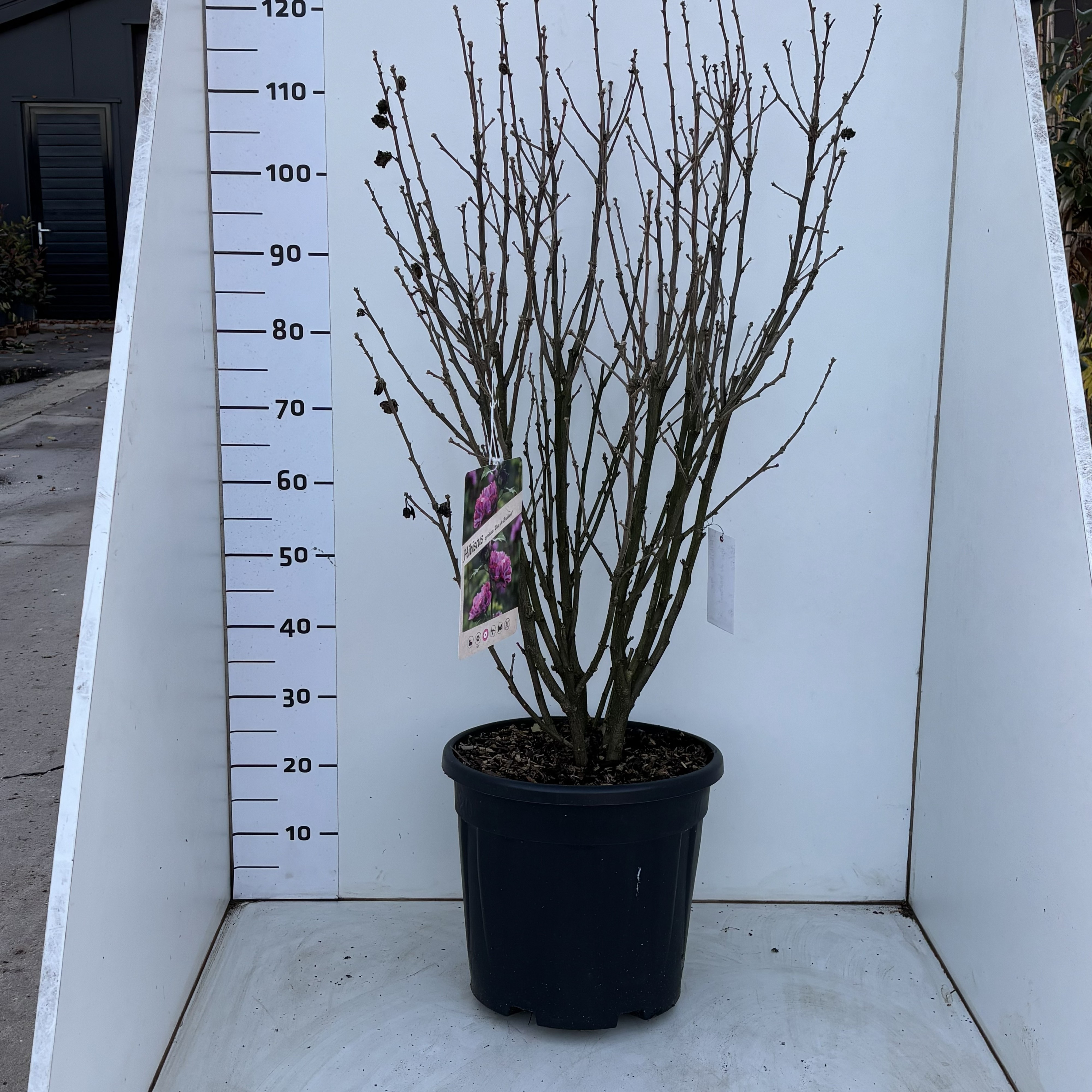 HibiscussyriacusDucdeBrabant, D 34