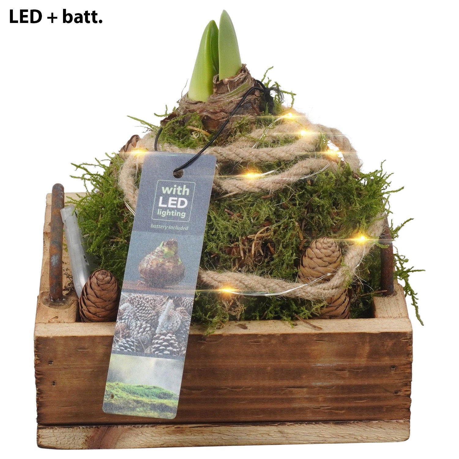 PTAA7535 Arrangement Amaryllis in houten bak met led, D 15 cm