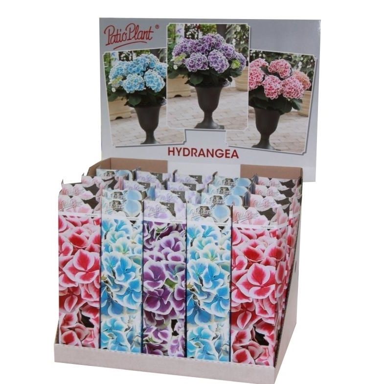 Hortensia Bicolor mix, D 10,5