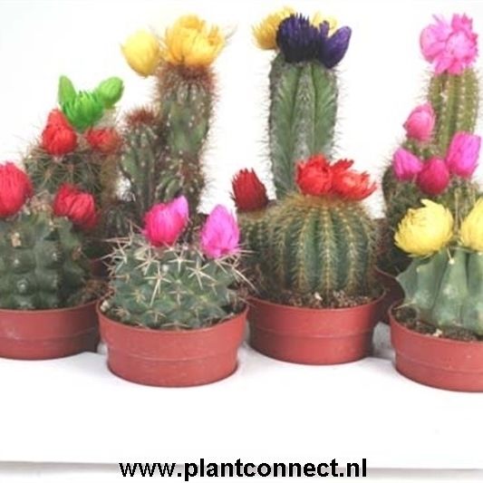 111 Sier (droogbloem) 6,5 cm, D 6,5