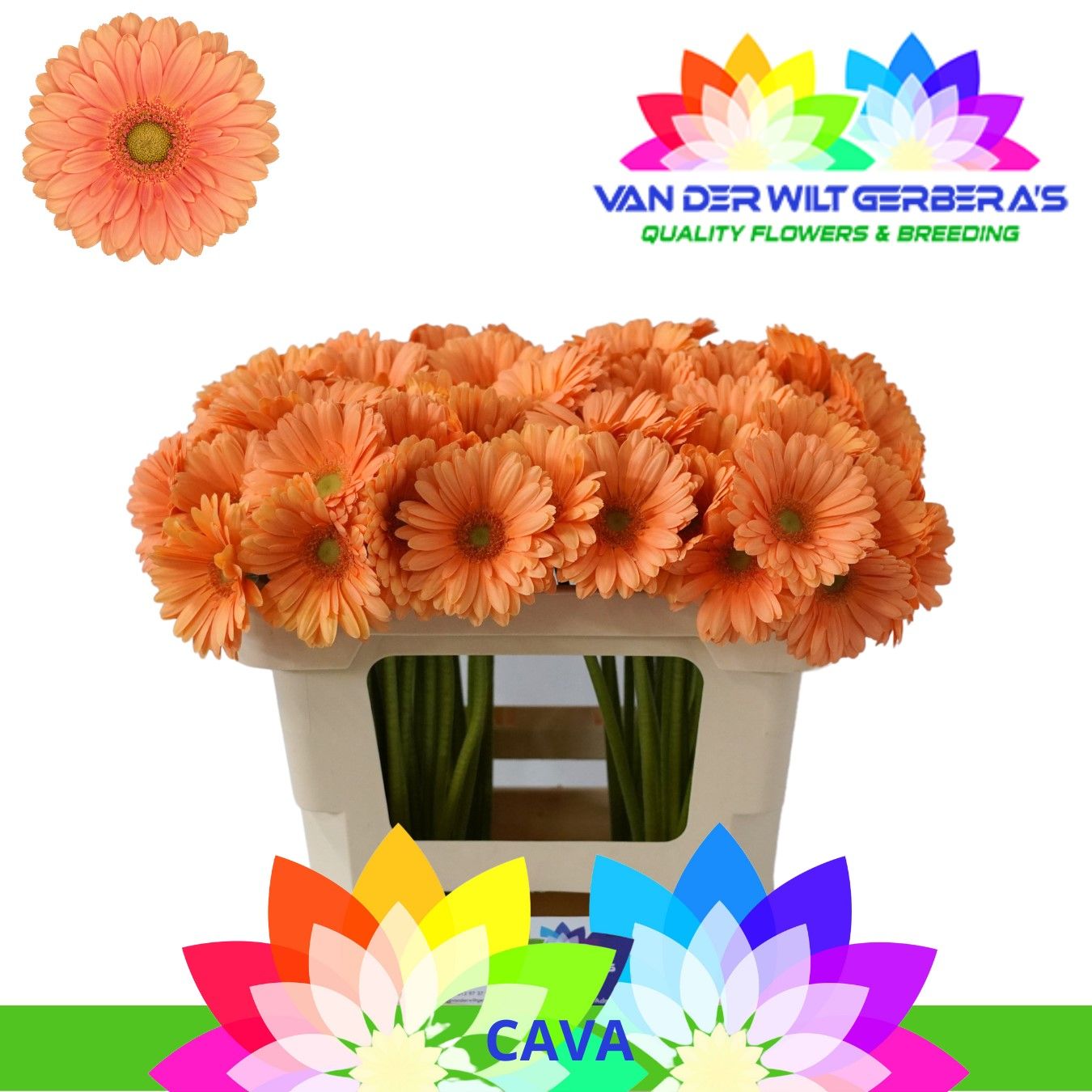 Гермини Кава, шт.