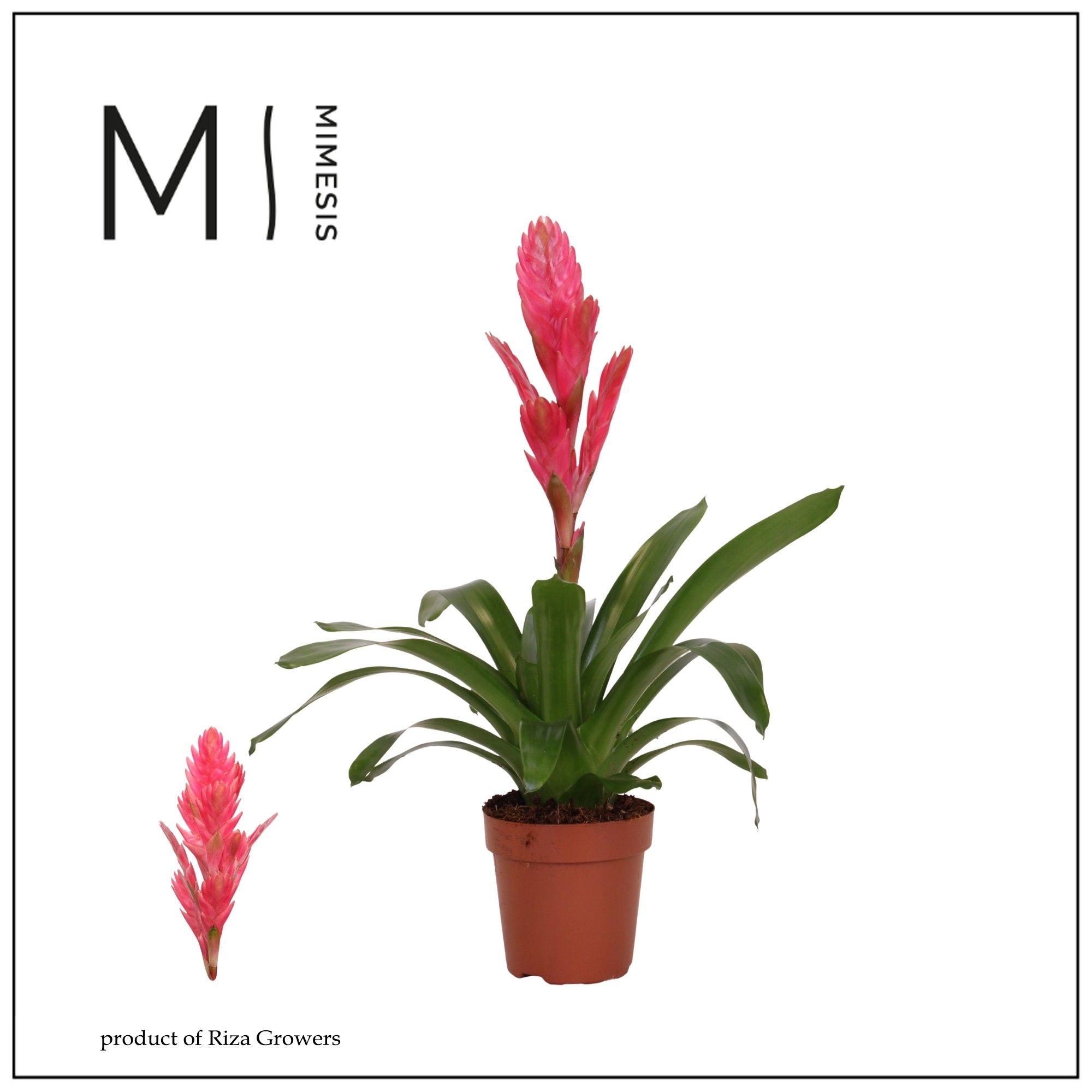 Vriesea Salima - 12cm | Mimesis, D 12