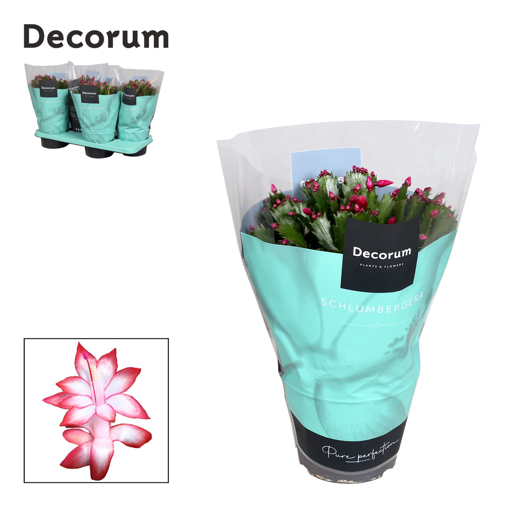 Schlumbergera - 17 cm - Red (België Rood) - Decorum, D 17