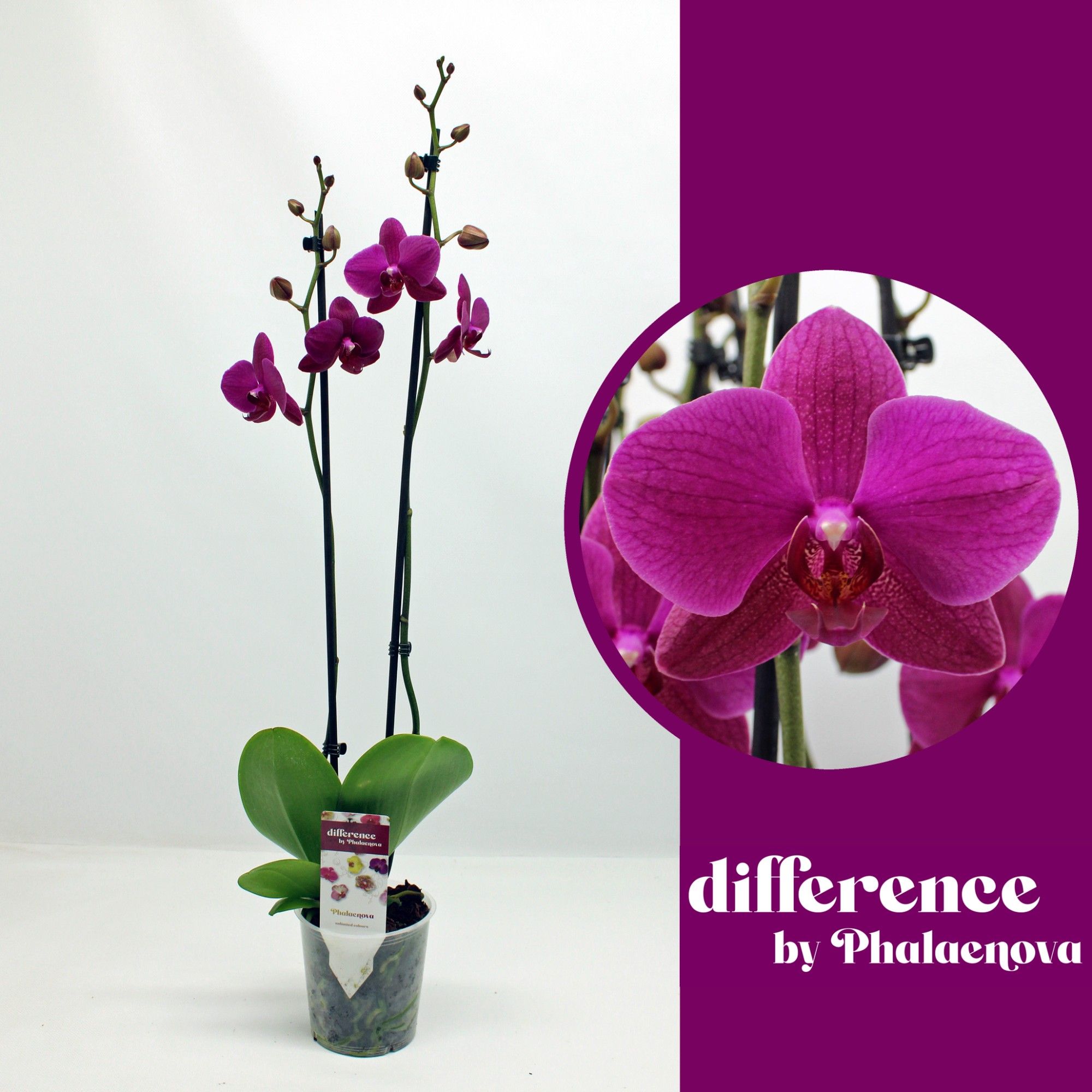 Vivaldi 2-tak 70cm (GROEN), D 12