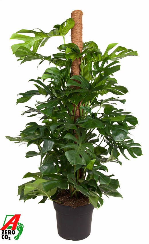 Monstera Deliciosa mosstok P40-180, D 40