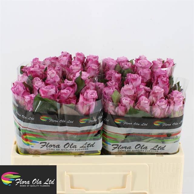 Роза од. Маритим 50, шт.