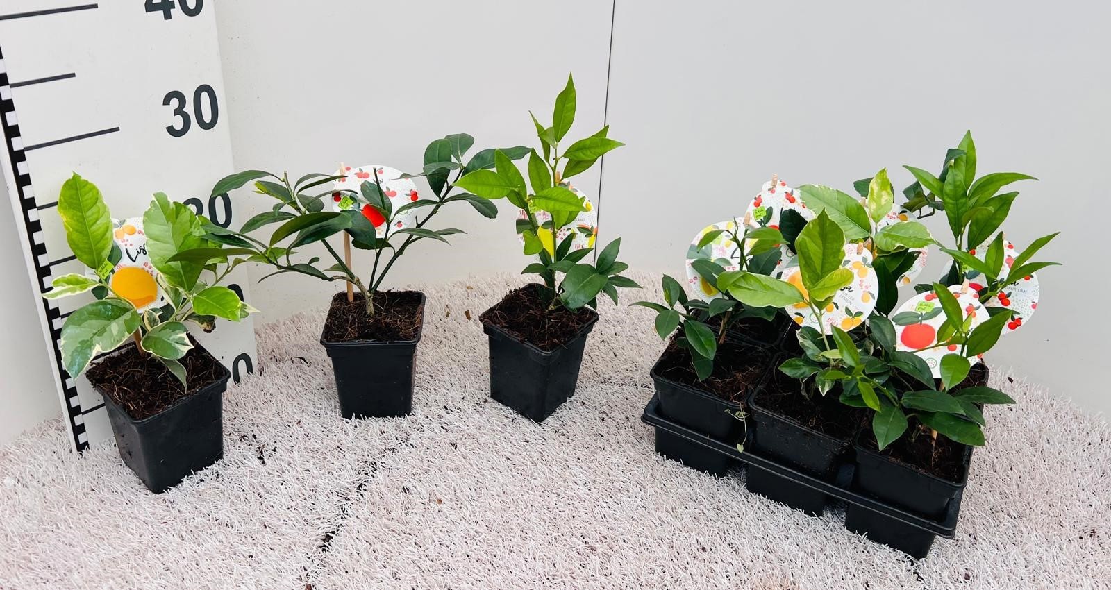 Citrus Mix 2+Var.''Grow at Home''(no fruits), D 9