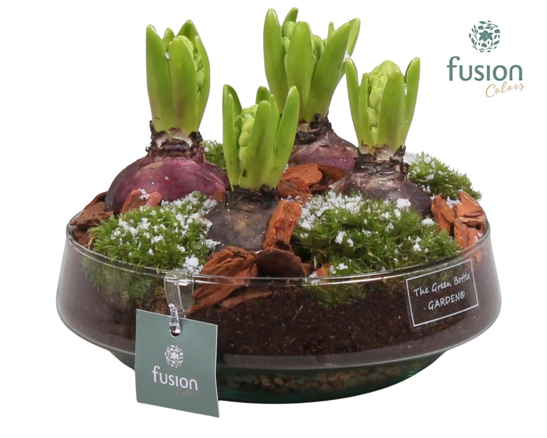 Green Bottle Iris Medium met Hyacinten, D 19