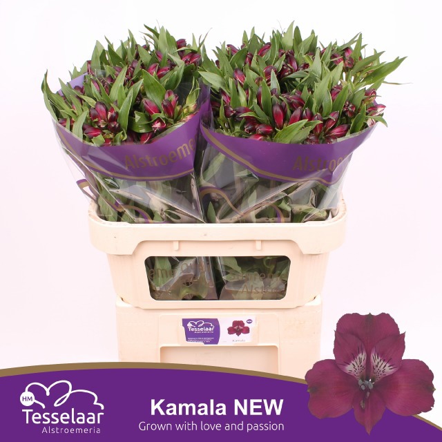 Альстромерия Камала (бордо), шт.