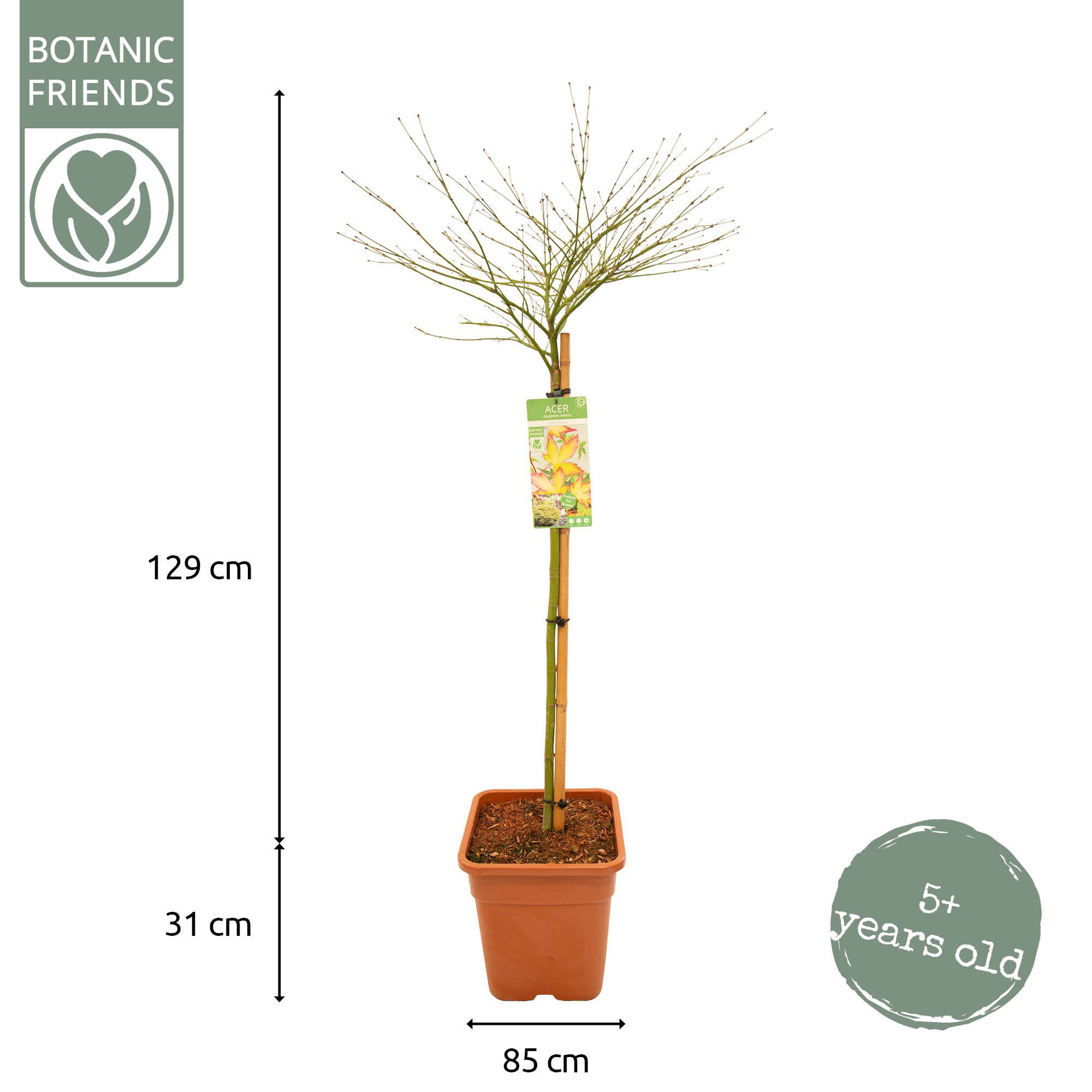 Acer palm. 'Little Princess' VK18 halfstam, D 32
