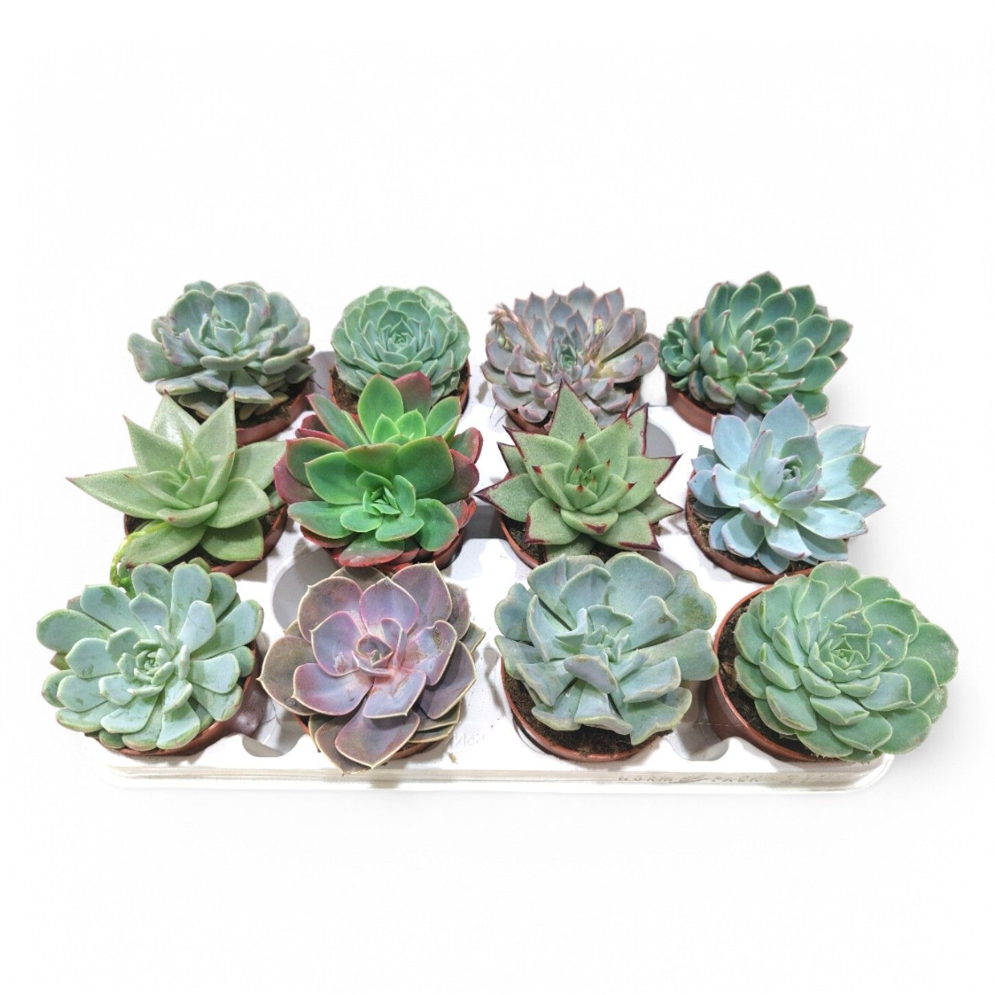 Sierra's® - Echeveria Mix (prime), D 8,5 cm