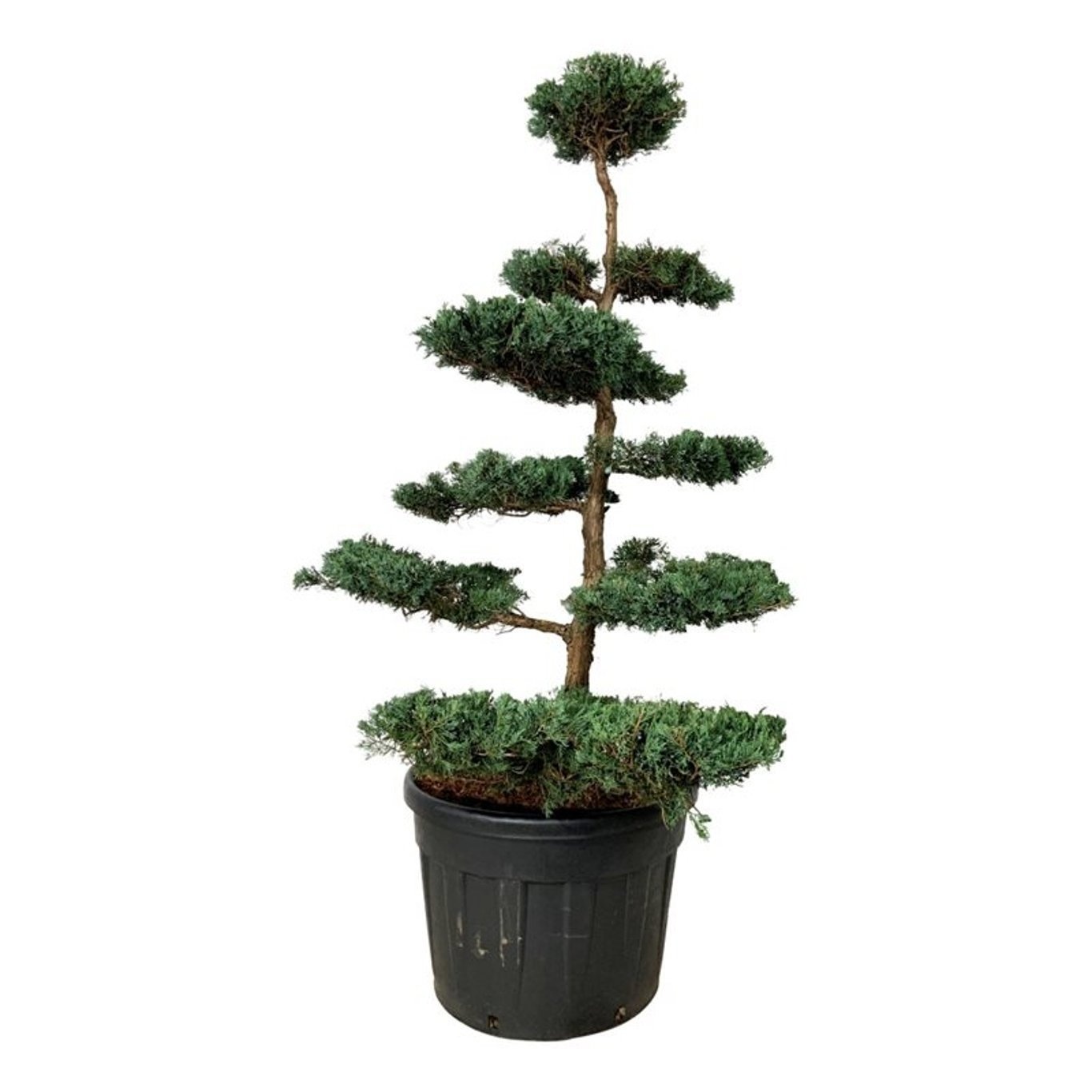 Juniperus virg. 'Grey Owl', D 70