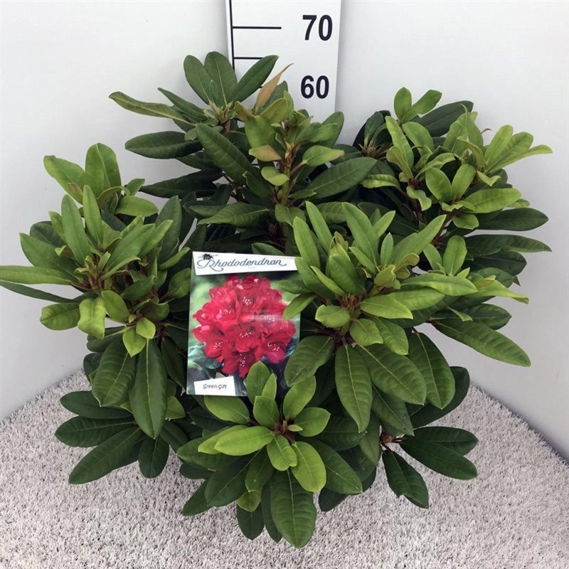 Rhododendron 'Leo', D 29