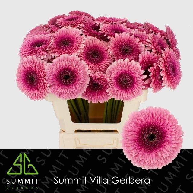 Гербера Помпон Мэйболл, шт.