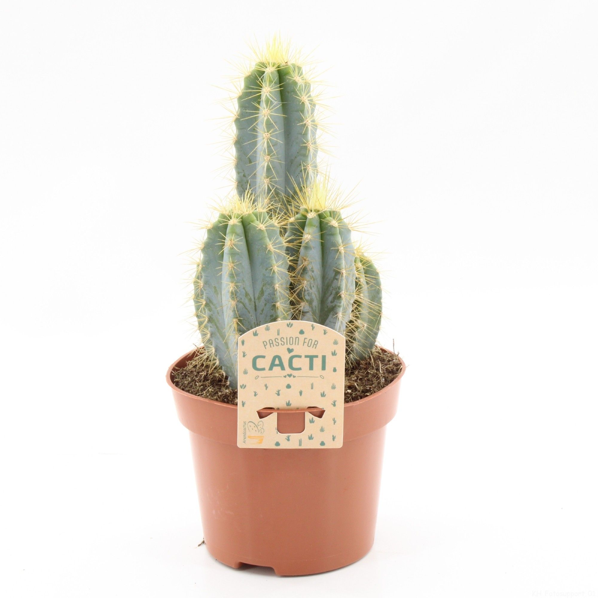 Pilosocereus azureus, D 12