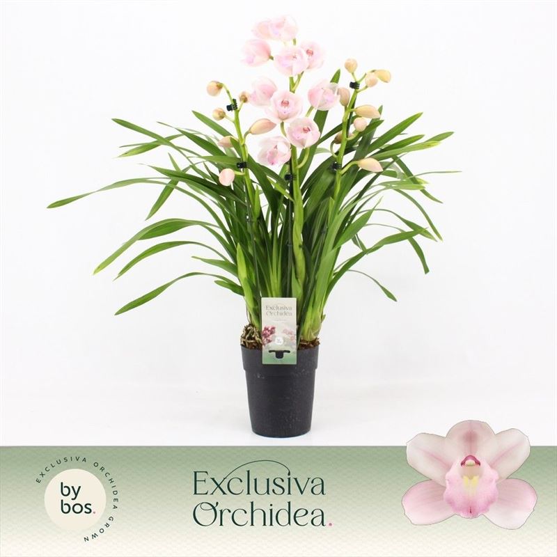 Cymbidium p14 Pink Bell 3T, D 14