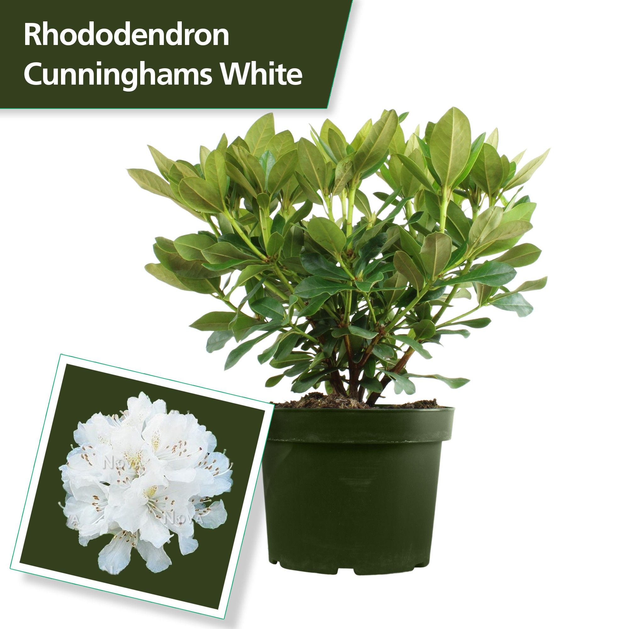 Rhodo. 'Cunningham's White' white, D 29 cm