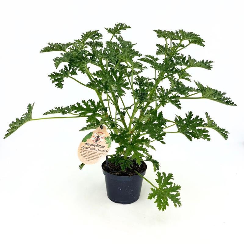 PELARGONIUM GRAVEOLENS 'Citrosa', D 12 cm