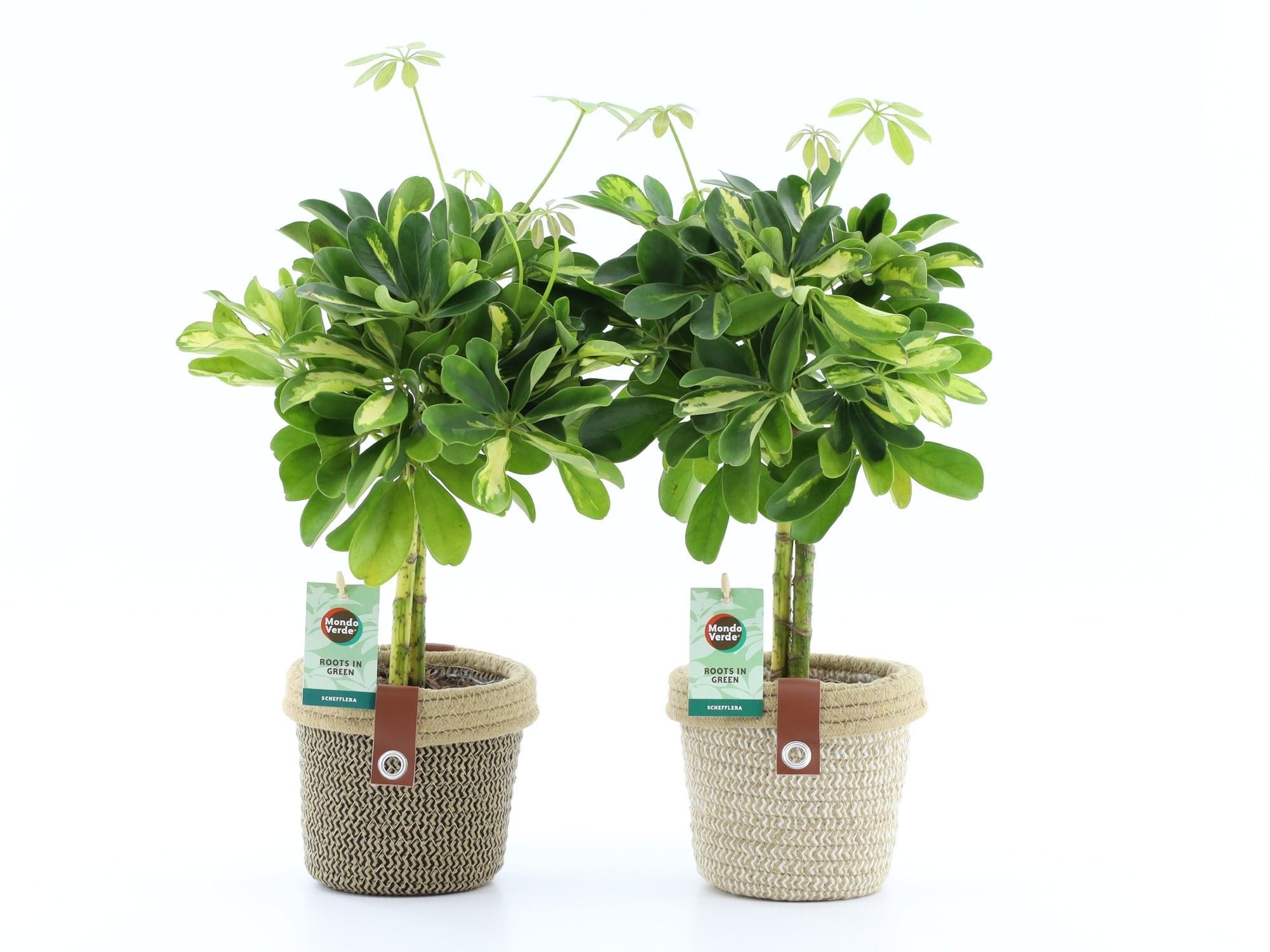 Schefflera Gold Capella in Noah Deluxe, D 14