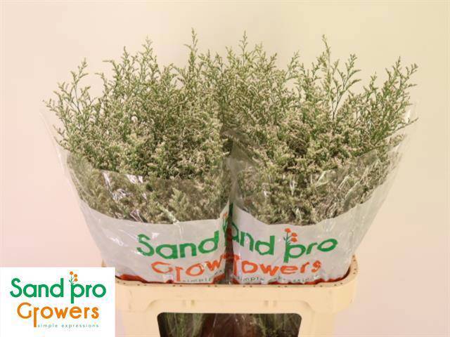 Лимониум Мисти Вайт 80, шт.