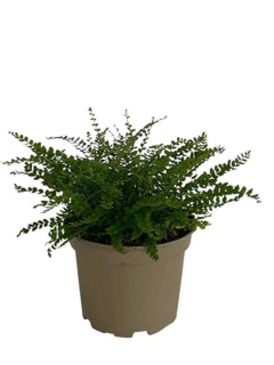 Asplenium trichomanes, D 17