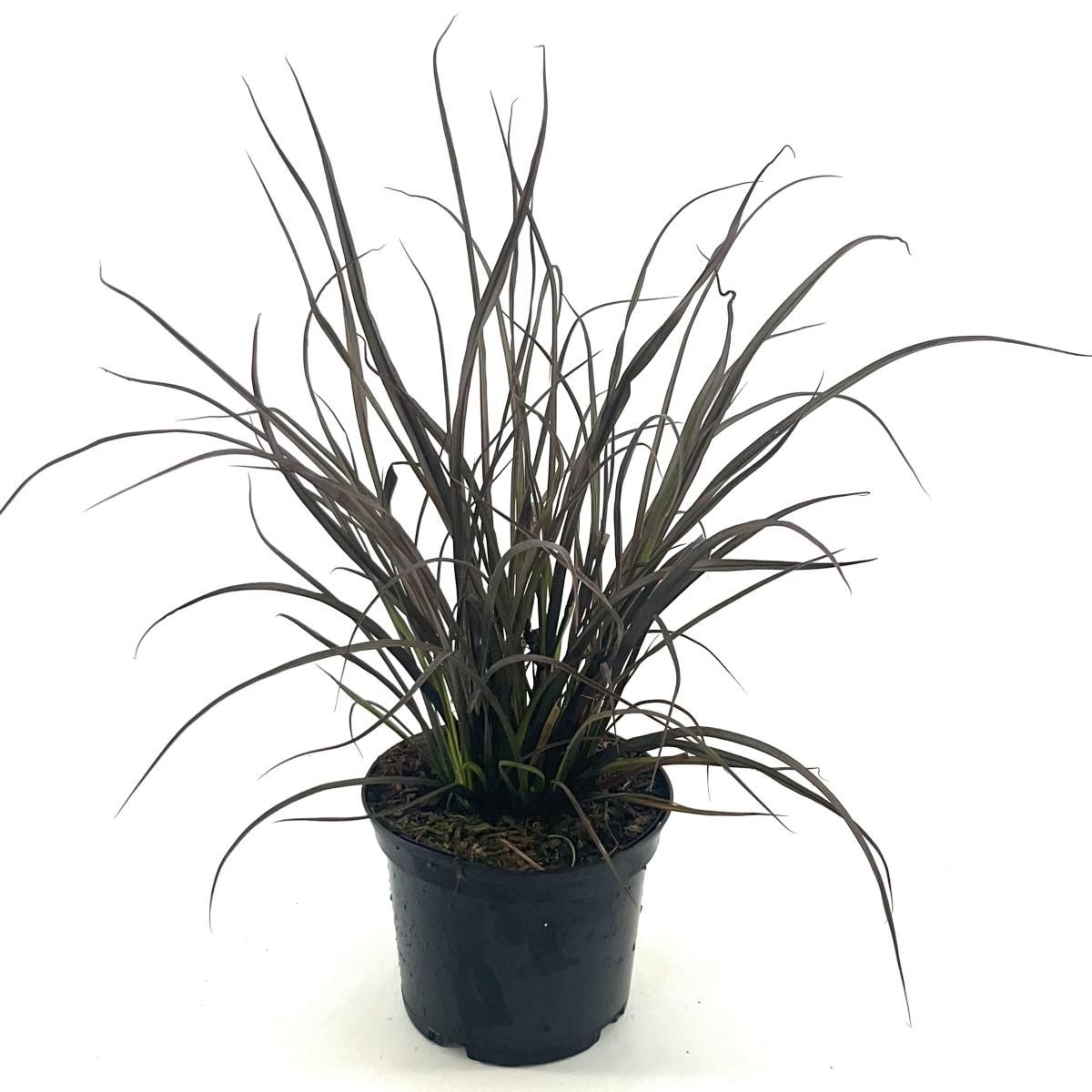 Phormium 'Jack Spratt', D 17