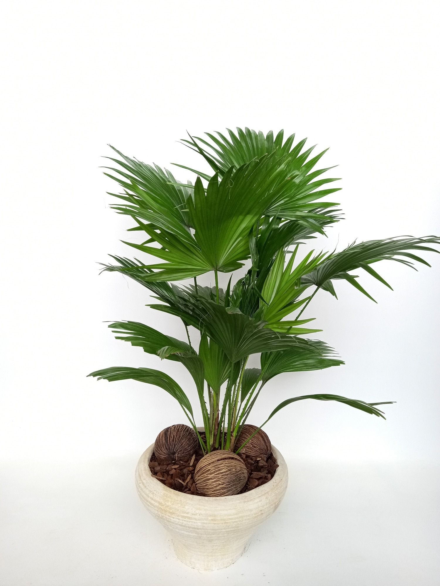 Livistona super in hoedje, D 26