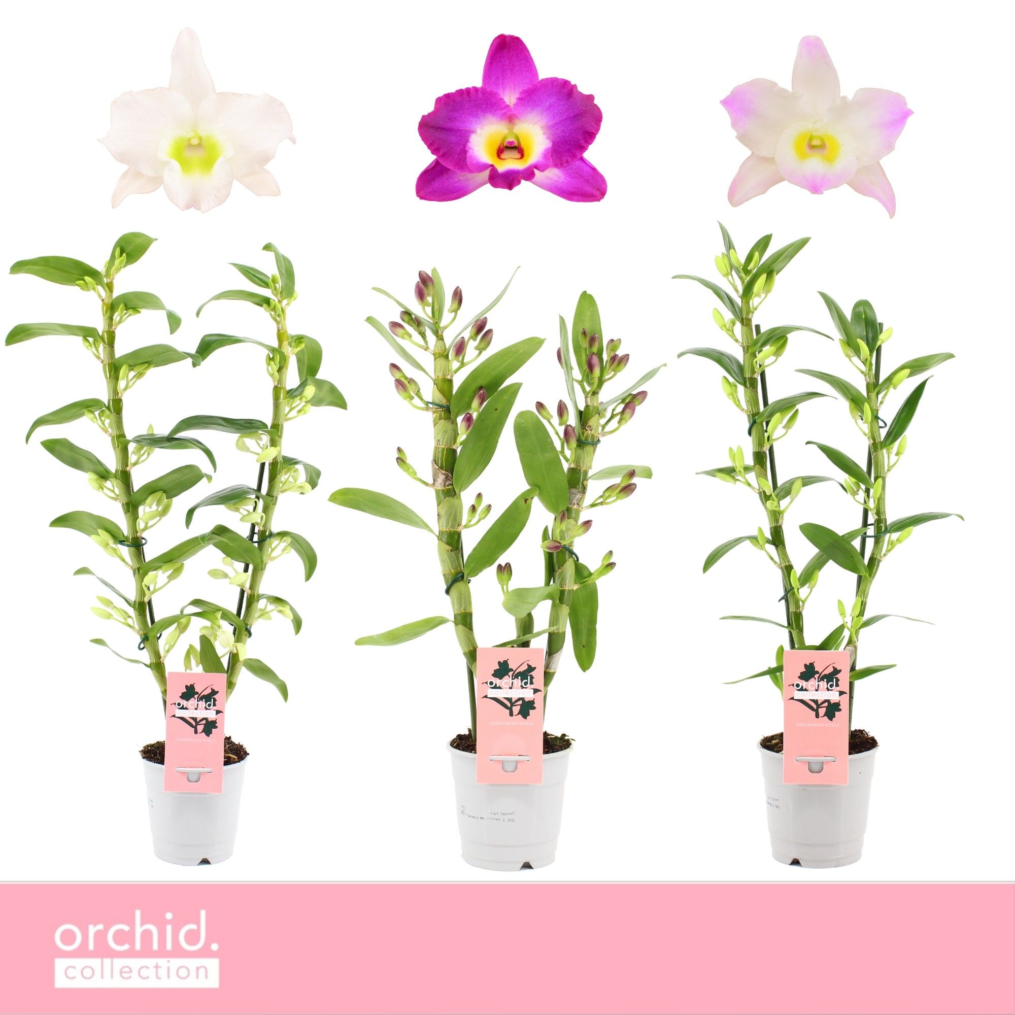 Dendrobium Nobilé, Mix 2-spike 'Orchid Collection', D 12