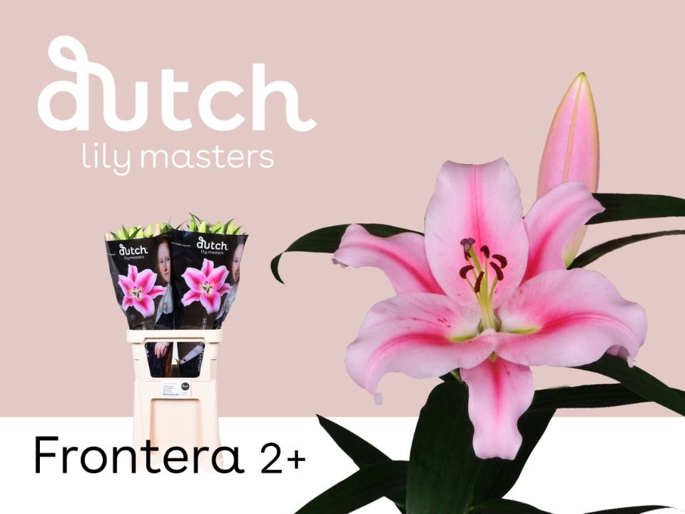 Лилия Фронтера 80, шт. Лилия Фронтера 80, шт.