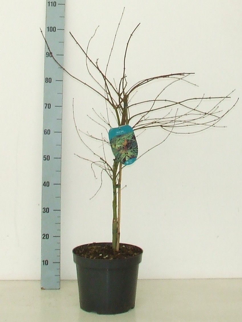 Acer palmatum 'Emerald Lace' P26 Full CC, D 26