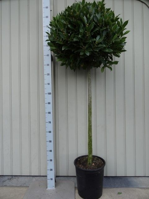 LAURUS NOBILIS BOL 4/4 ST 65/70 P 30, D 30