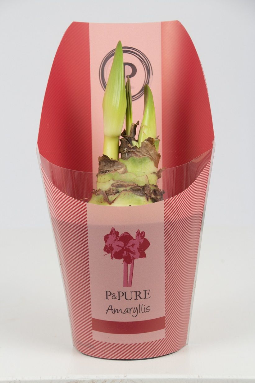 Hippeastrum red in P&PURE Collection sleeve, D 12