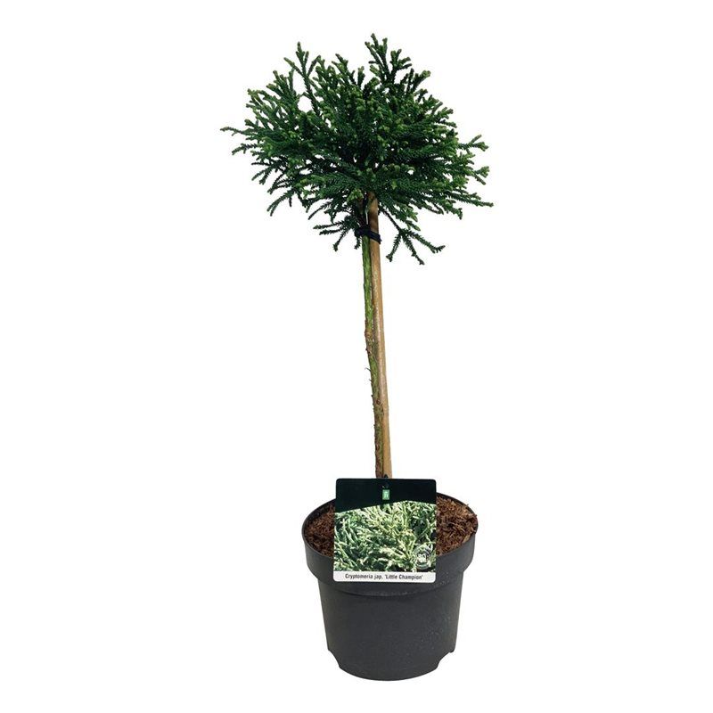 Cryptomeria j. 'Little Champion', D 21