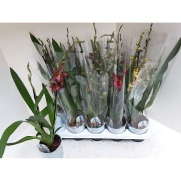 Cambria mix 2 tak, D 12