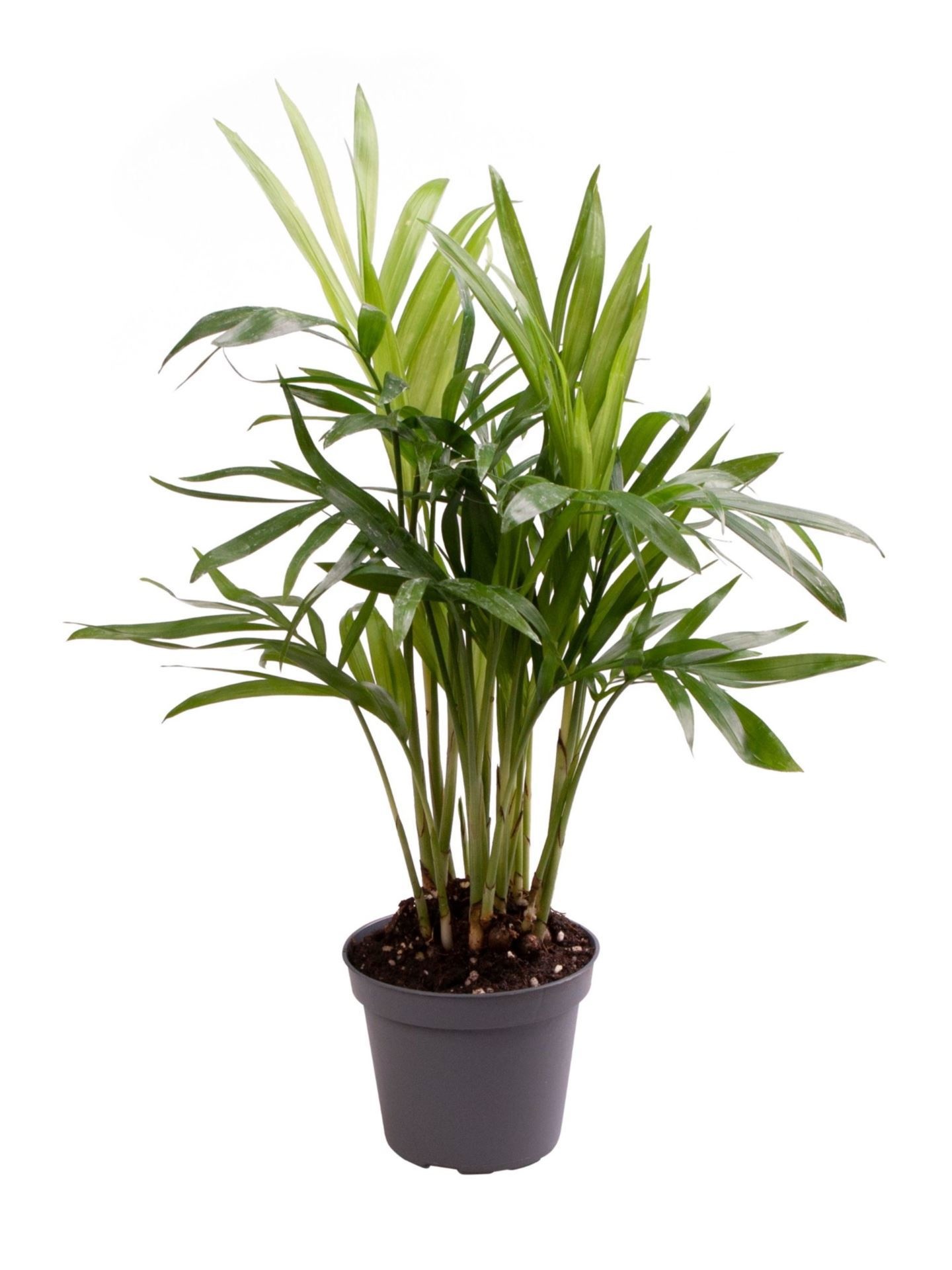 Chamaedorea Elegans, D 6