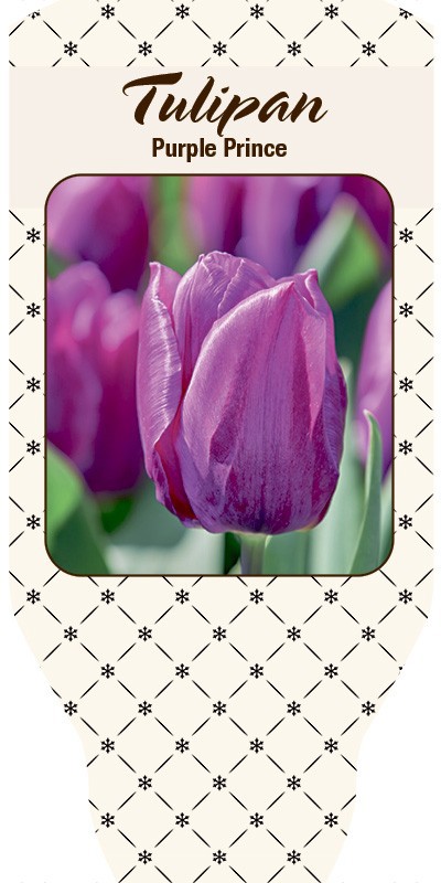 TULIPA FERGANICA 'Pubel Prince', D 10