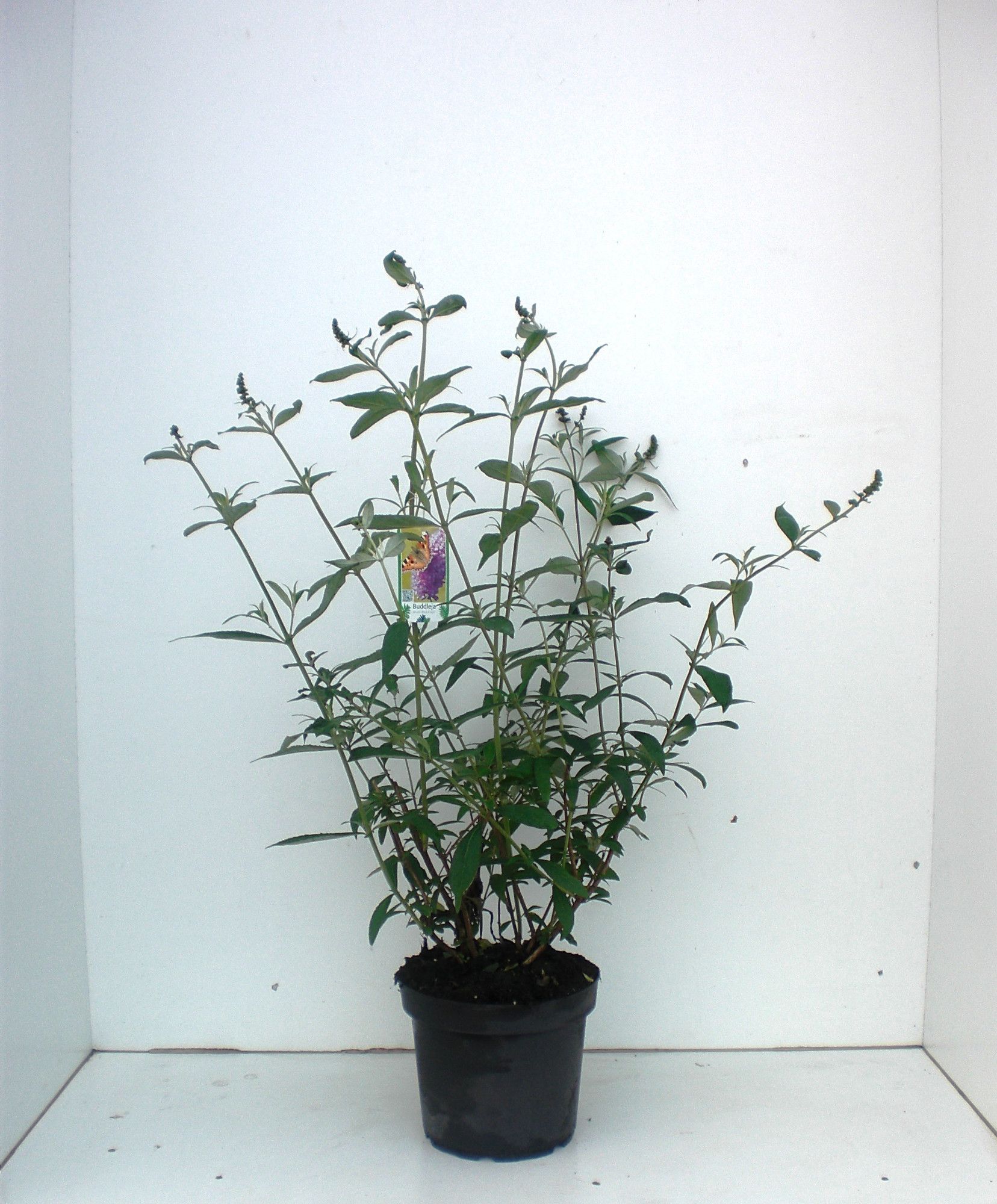 Buddleja i.S., D 26