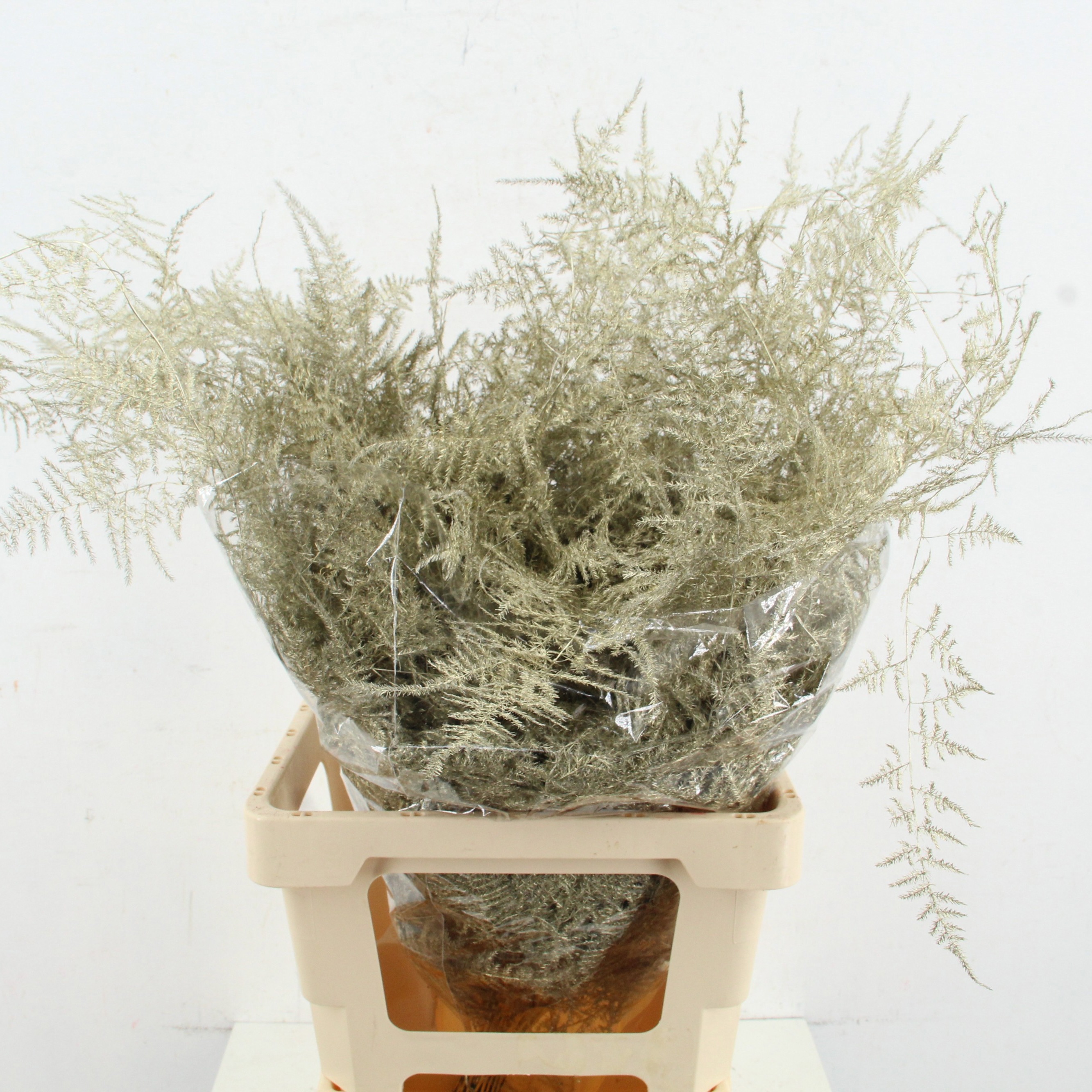 Аспарагус Овериг Крашеный (краш. ) 60, шт.