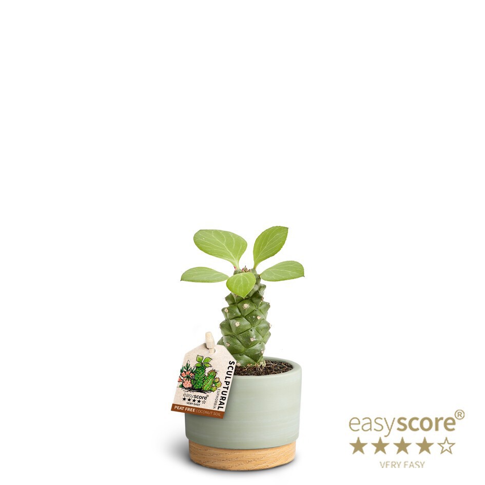 EUPHORBIA RITCHIEI 40617586 WB Dreen, D 7 cm EUPHORBIA RITCHIEI 40617586 WB Dreen, D 7 cm